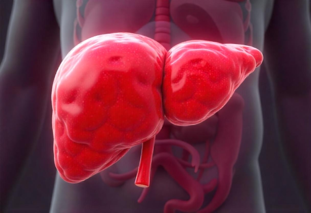 freepik__3d-rendering-of-a-liver-affected-by-fatty-liver-di__3144