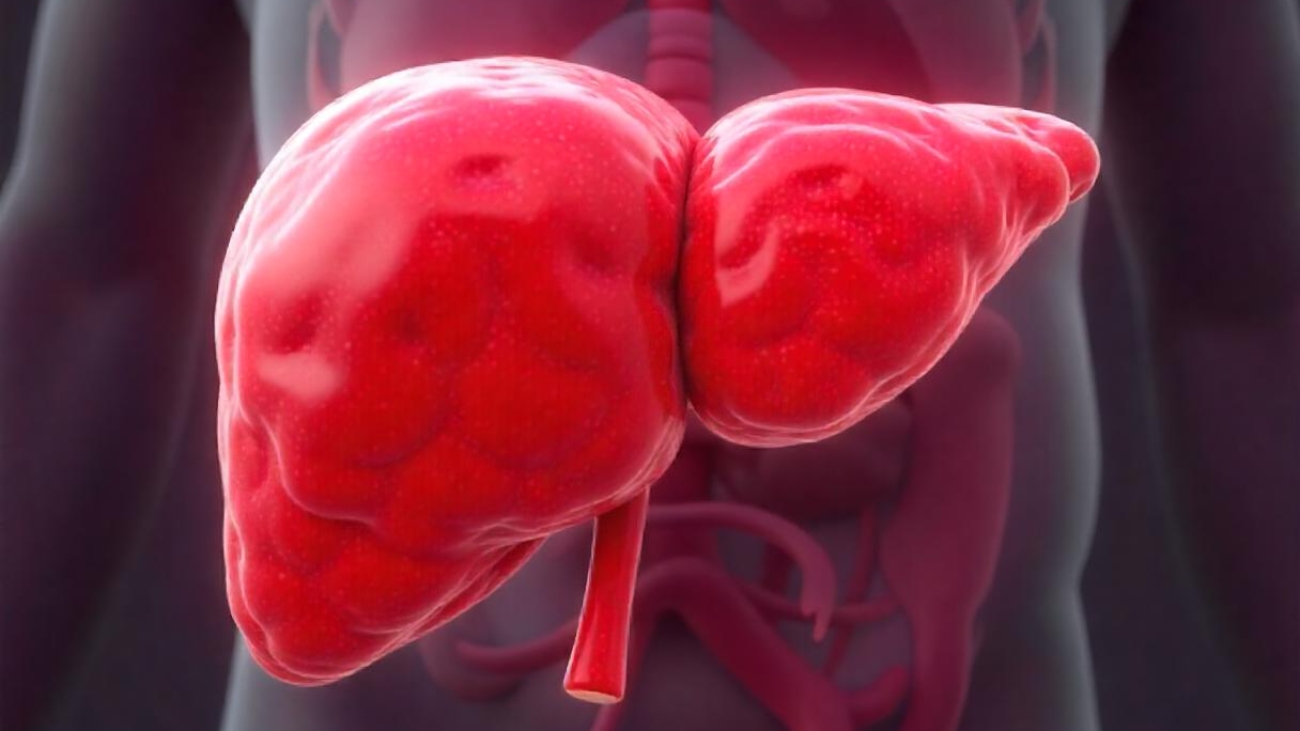 freepik__3d-rendering-of-a-liver-affected-by-fatty-liver-di__3144