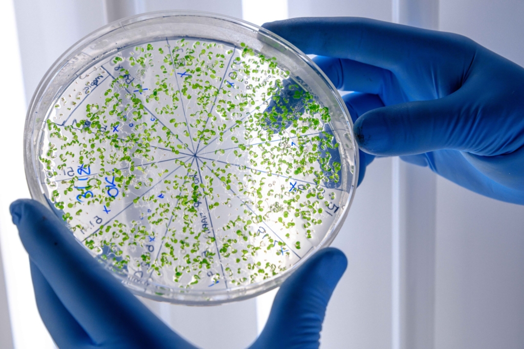 laboratory-worker-examining-green-substance-petri-dish-while-conducting-coronavirus-research_11zon
