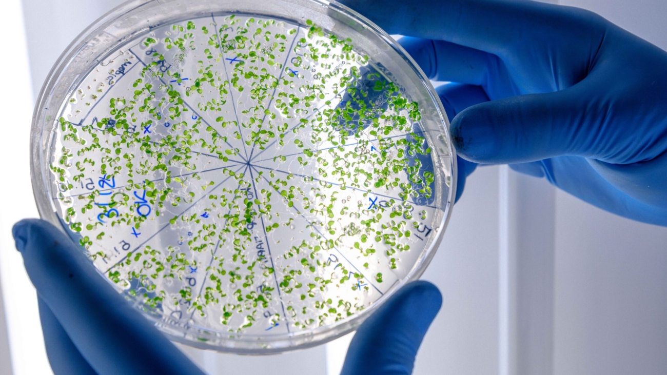 laboratory-worker-examining-green-substance-petri-dish-while-conducting-coronavirus-research_11zon