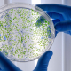 laboratory-worker-examining-green-substance-petri-dish-while-conducting-coronavirus-research_11zon