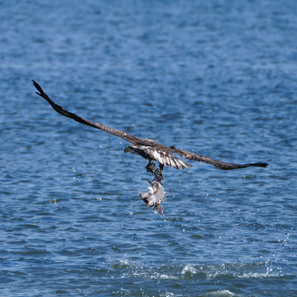 Eagle catching fish from the water surface, showcasing nature's raw hunting skill.