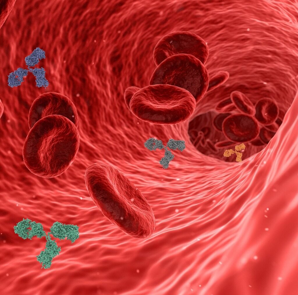 virus, pathogen, antibody, antibodies, immune system, red blood cells, blood vessel, artery, vein, capillary, inflammation, disease, immunity, infection, health, medical, 3d, human body, circulation, antibody, antibody, antibody, antibodies, antibodies, immune system, immune system, immune system, immune system, blood vessel, blood vessel, blood vessel, blood vessel, artery, inflammation, inflammation, inflammation, inflammation, inflammation, immunity, human body, human body, circulation