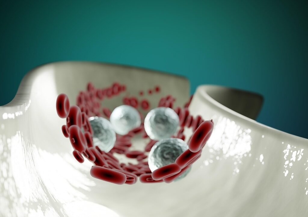 blood cells, anatomy, healthcare, circulatory system, circulation, artery, cardiovascular, science, rbc, wbc