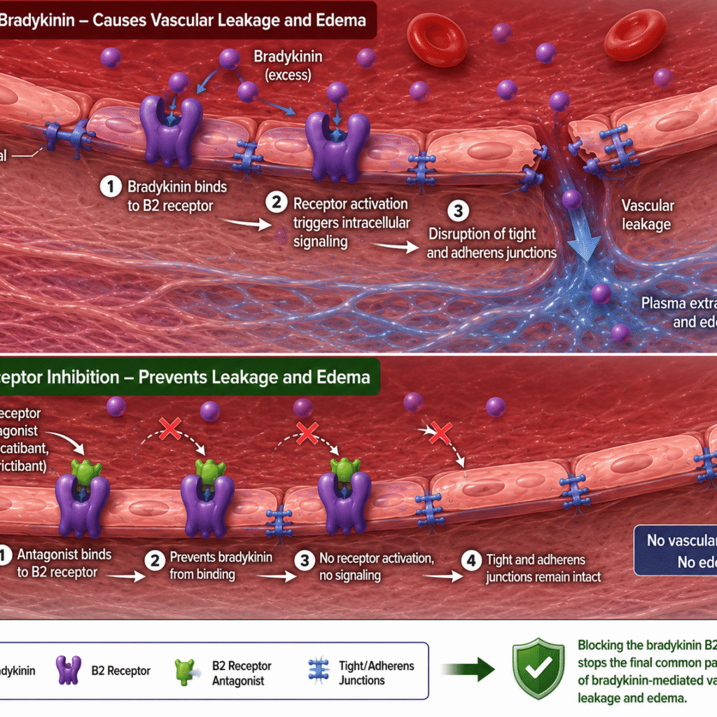 Illustration of bradykinin B2 receptor signaling and therapeutic antagonism in hereditary and acquired bradykinin-mediated angioedema, highlighting vascular permeability and emerging oral B2 receptor-targeted therapies.