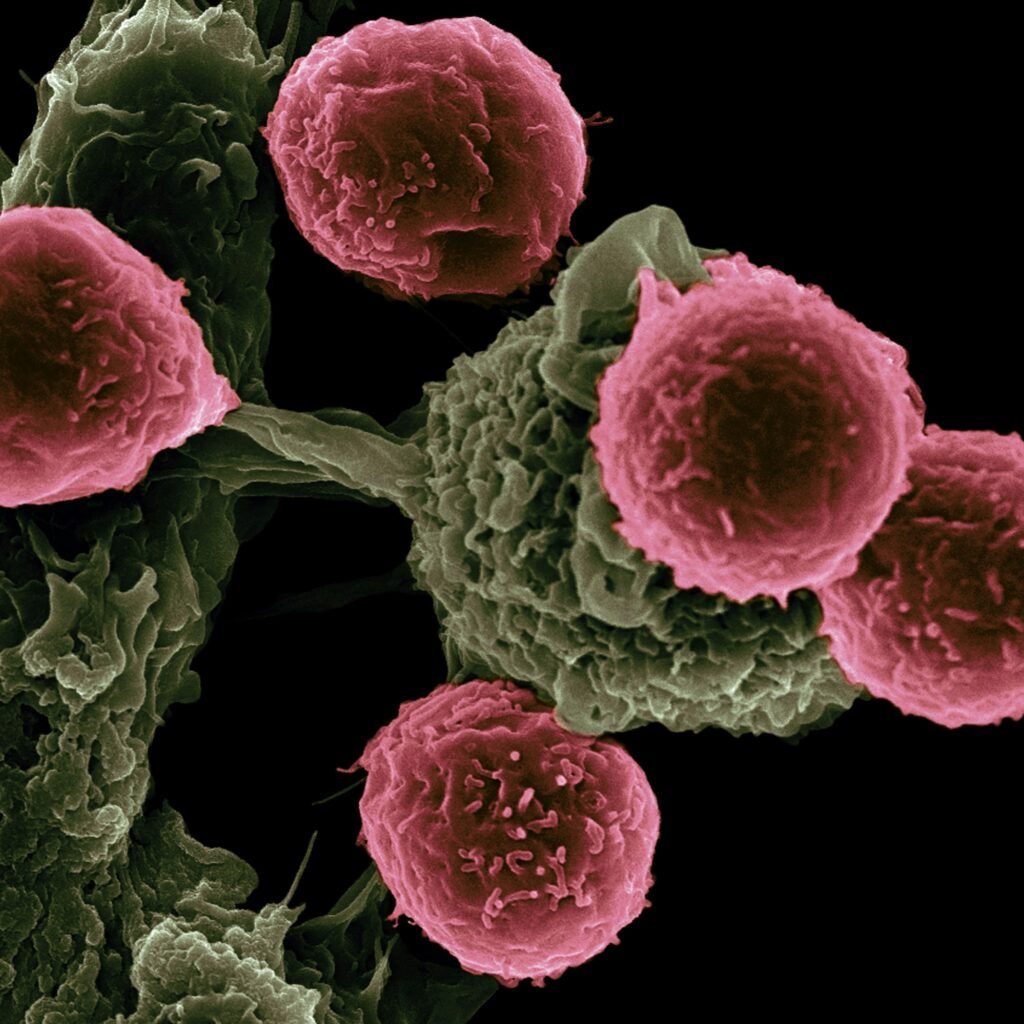 Tecvayli (teclistamab) and Talvey (talquetamab) dual bispecific antibody regimen showed significant progression-free and overall survival benefits in the Phase 3 MonumenTAL-6 trial for relapsed or refractory multiple myeloma.