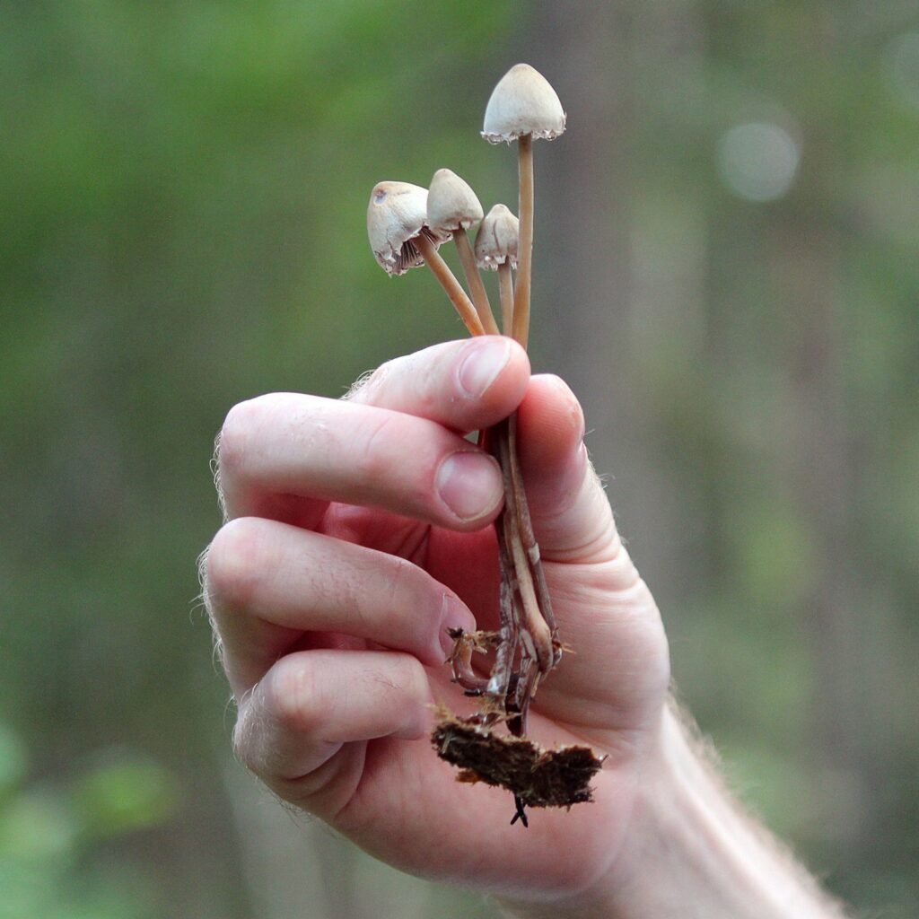 FDA releases its first guidance for clinical development of psychedelic drugs, outlining recommendations for trial design, psychotherapy evaluation, safety monitoring, and regulatory requirements.