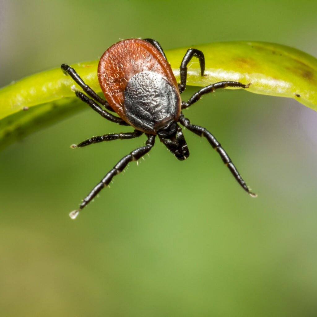 Illustration of TNX-4800 monoclonal antibody blocking Borrelia burgdorferi inside an infected deer tick to prevent Lyme disease transmission following FDA alignment on the Phase 2 study design.