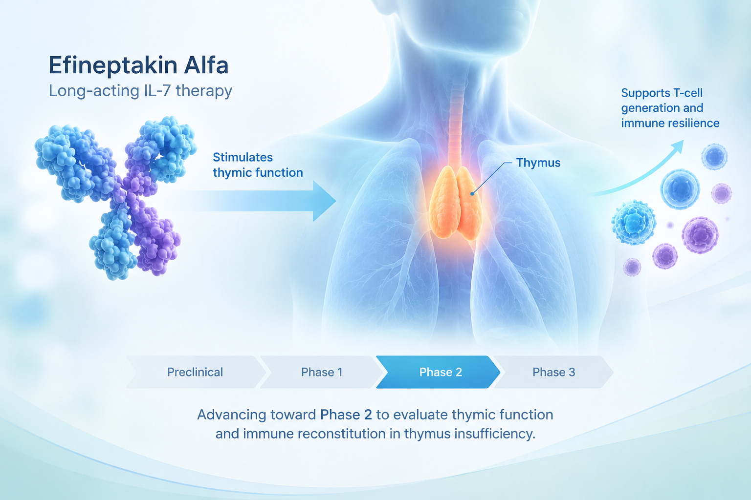 Efineptakin alfa IL-7 therapy and thymic function concept