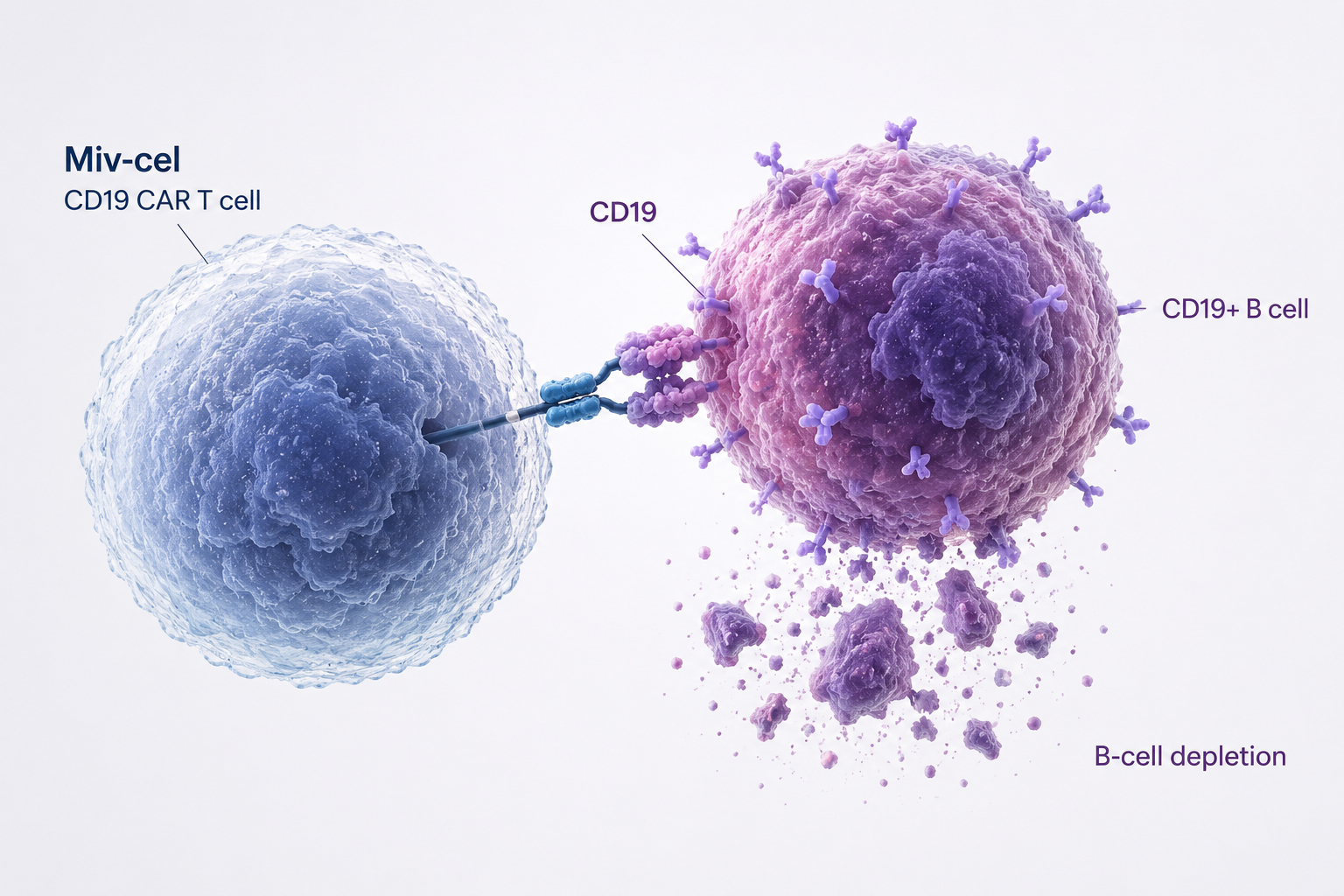 Mivocabtagene autoleucel CD19 CAR T-cell therapy shows B-cell depletion and clinical activity in treatment-refractory rheumatoid arthritis