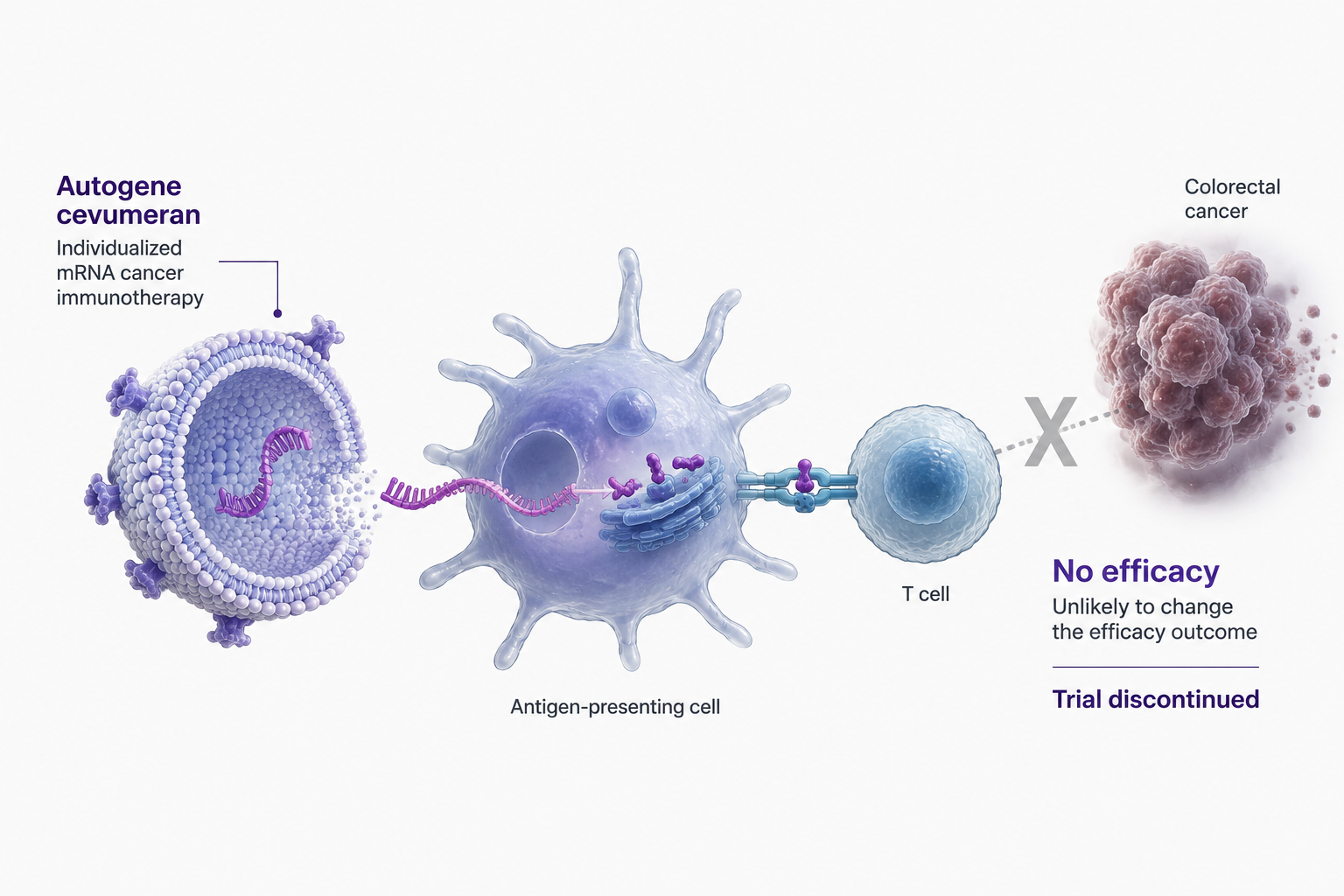 BioNTech autogene cevumeran Phase 2 trial terminated in high-risk colorectal cancer