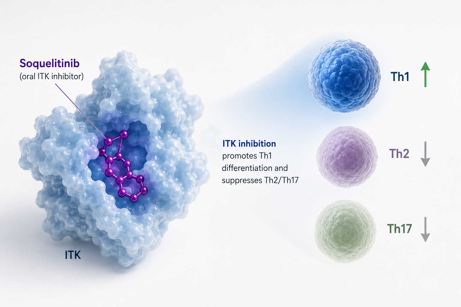 Soquelitinib shows durable responses in heavily pretreated patients with T-cell lymphoma