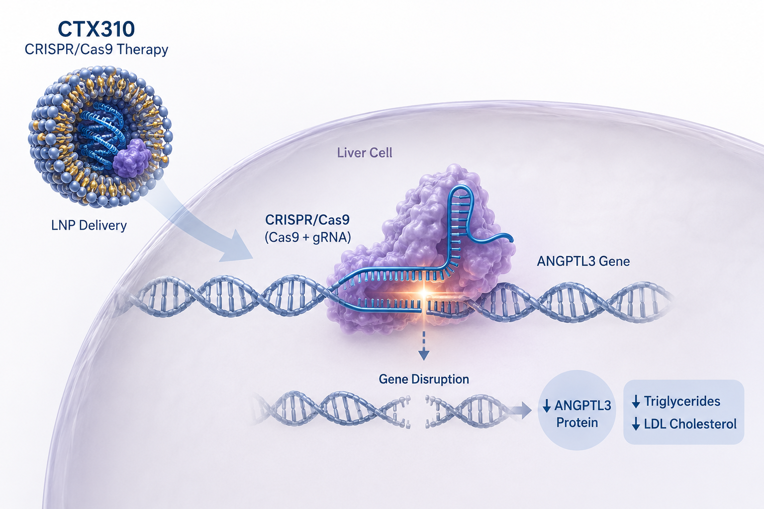 CTX310 in vivo CRISPR/Cas9 gene editing targeting ANGPTL3 for lipid lowering