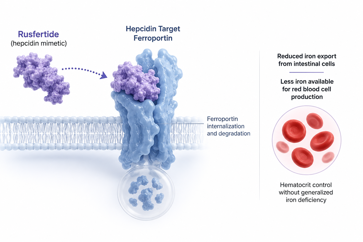 MIMRYLO (rusfertide) approved by FDA for adults with polycythemia vera