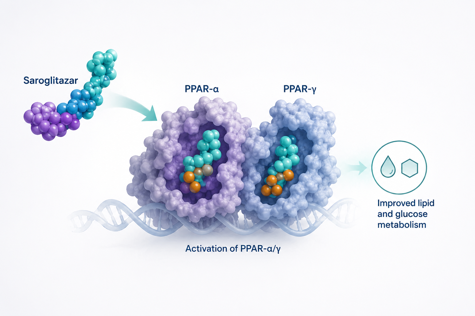 Saroglitazar magnesium meets primary endpoint in Phase IIb EVIDENCES-X trial for MASH