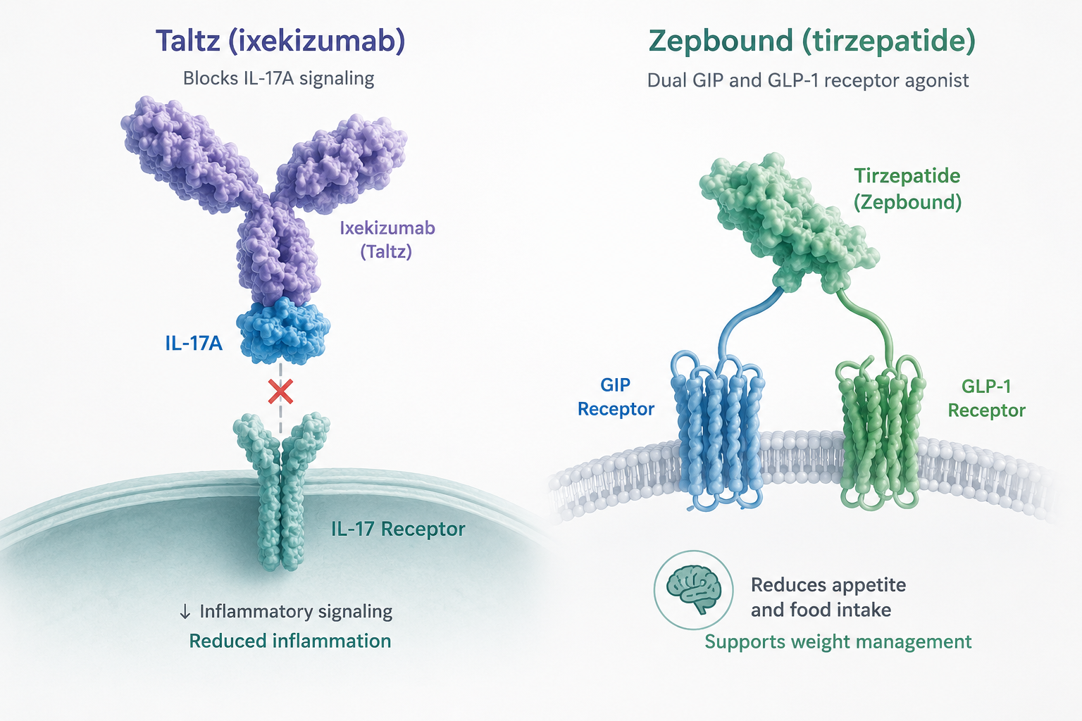 Taltz and Zepbound combination shows sustained one-year benefits in psoriatic disease and obesity