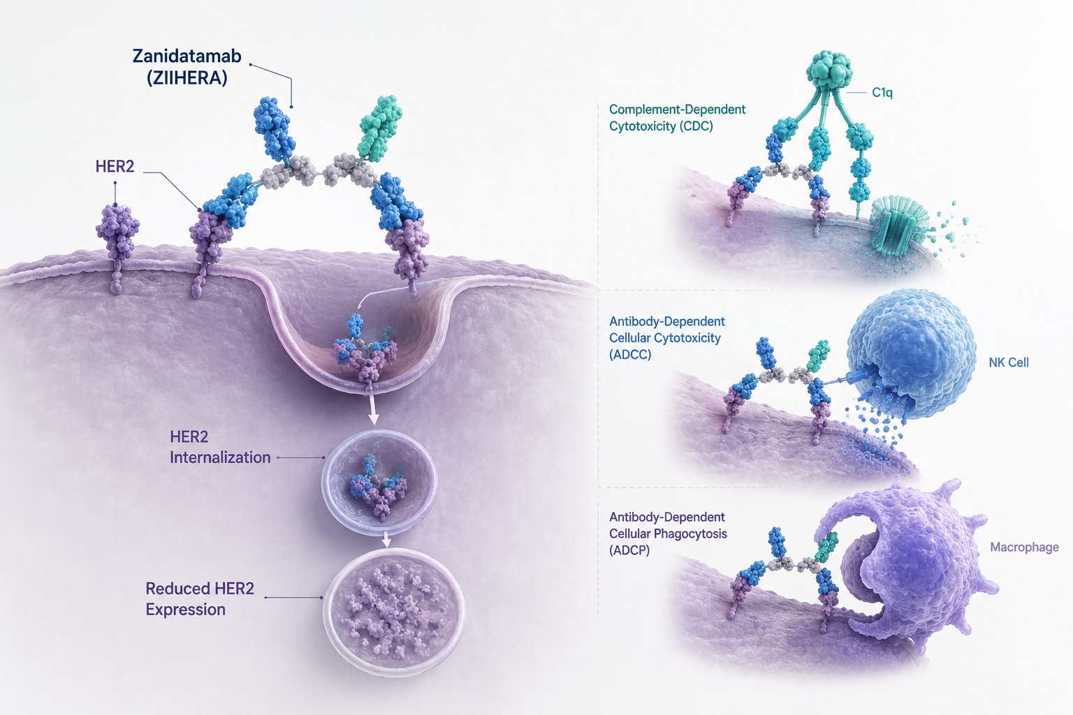 Zanidatamab plus chemotherapy improves overall survival in HER2-positive gastroesophageal cancer