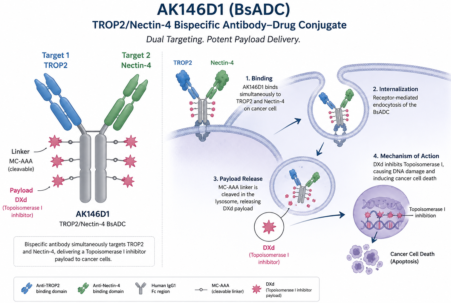 Akeso AK146D1 TROP2 Nectin-4 bispecific ADC with ivonescimab in advanced breast cancer