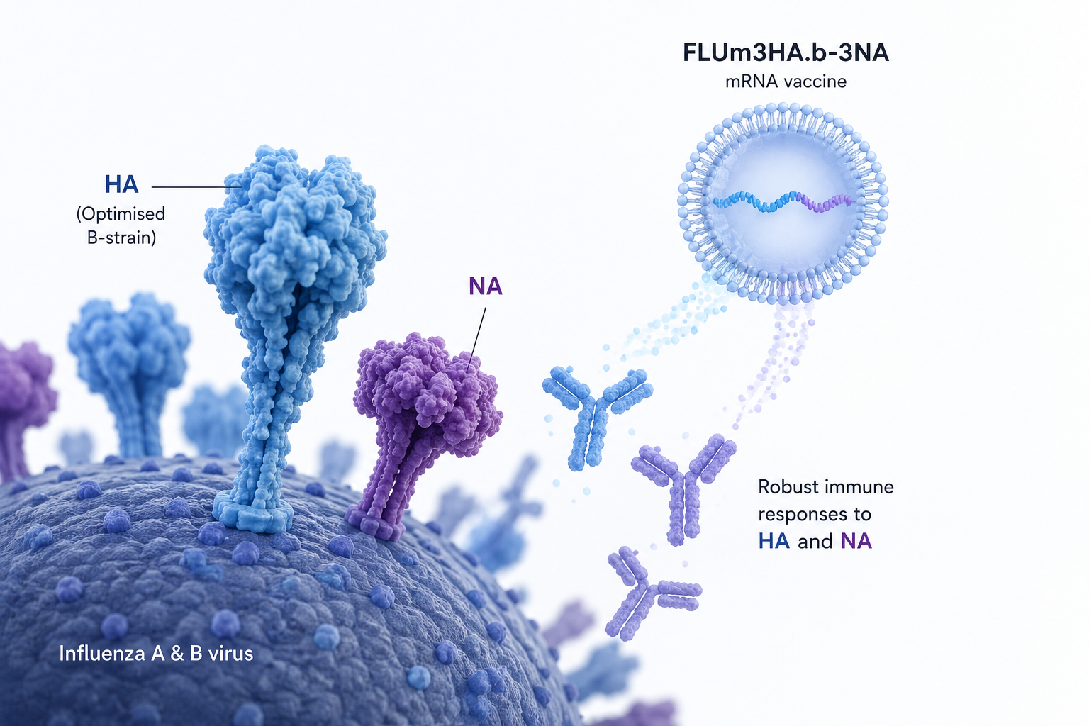 GSK mRNA seasonal influenza vaccine candidate advances to Phase III