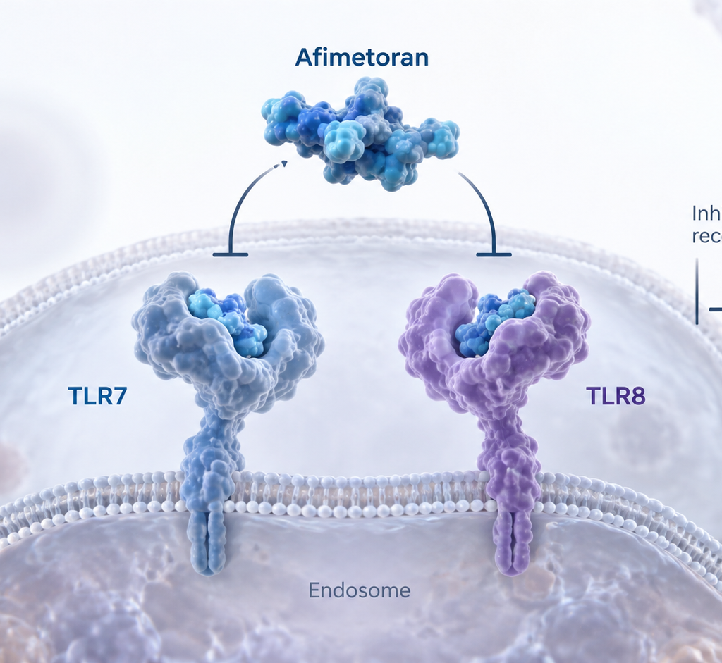 Afimetoran TLR7 and TLR8 inhibitor advances after positive Phase 2 systemic lupus erythematosus results