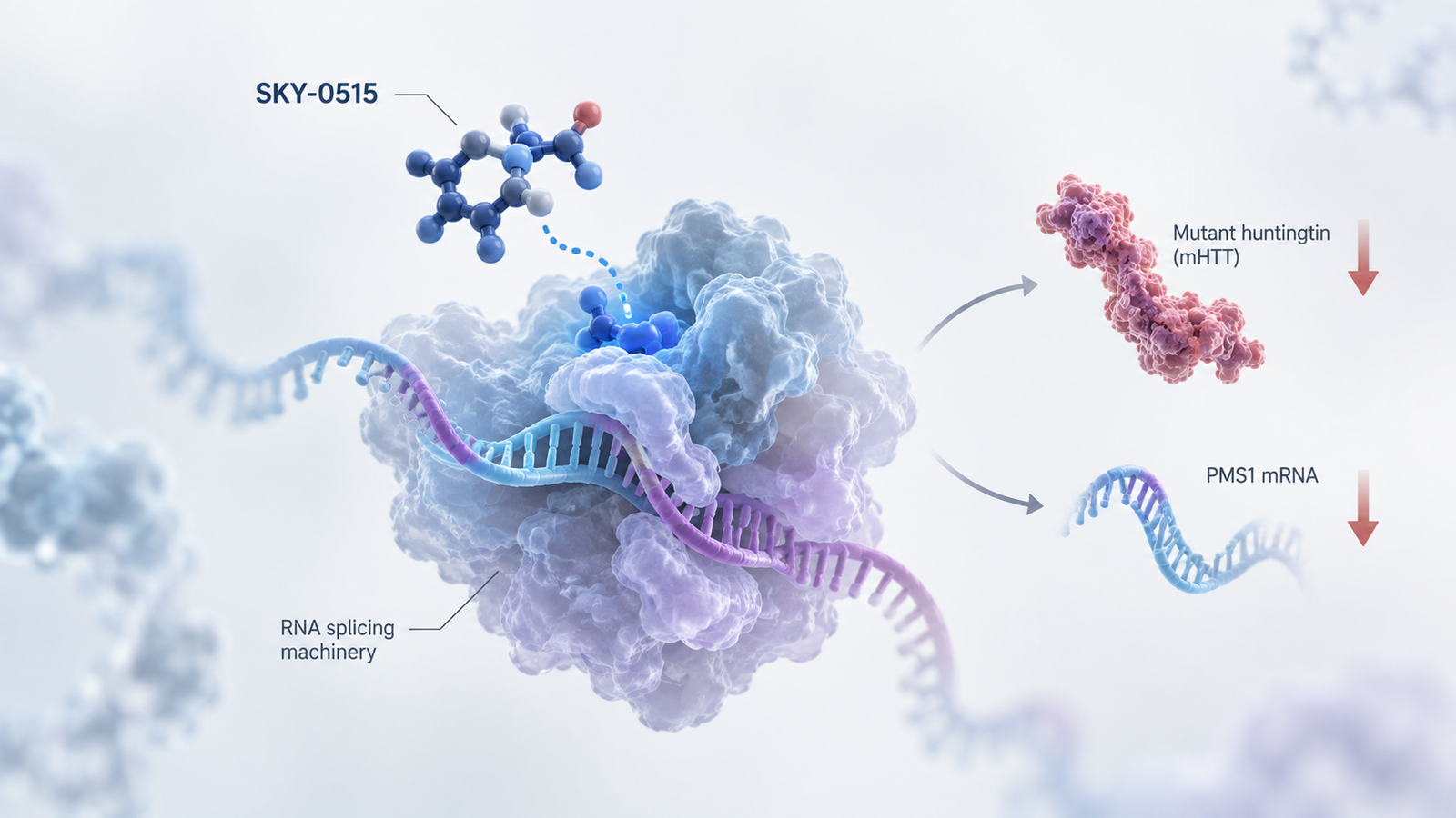 SKY-0515 shows 1.59-point cUHDRS benefit in 15-month Huntington's disease Phase 1/2 study