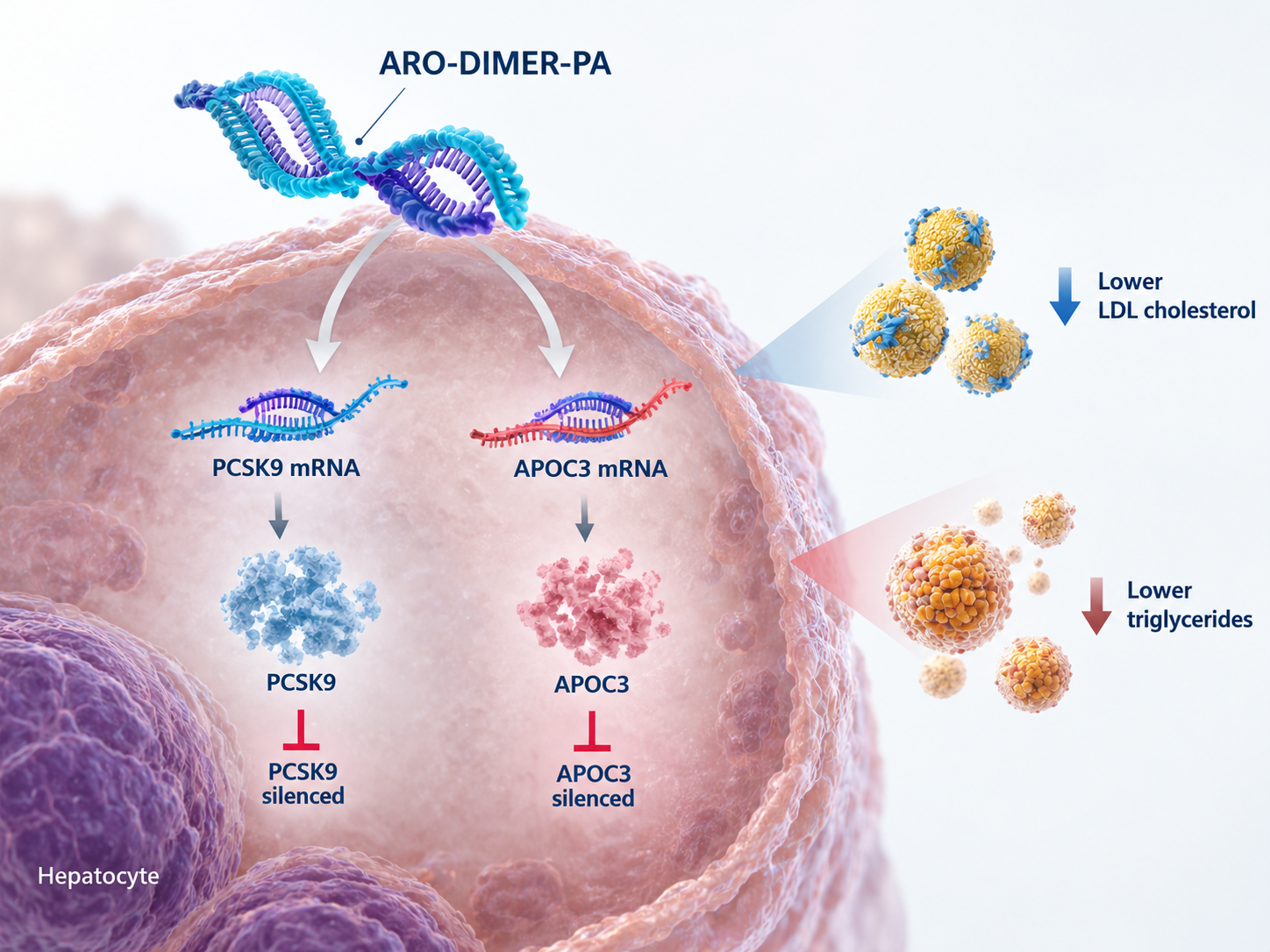 Arrowhead Pharmaceuticals ARO-DIMER-PA dual-target RNAi therapy targeting PCSK9 and APOC3 in mixed hyperlipidemia