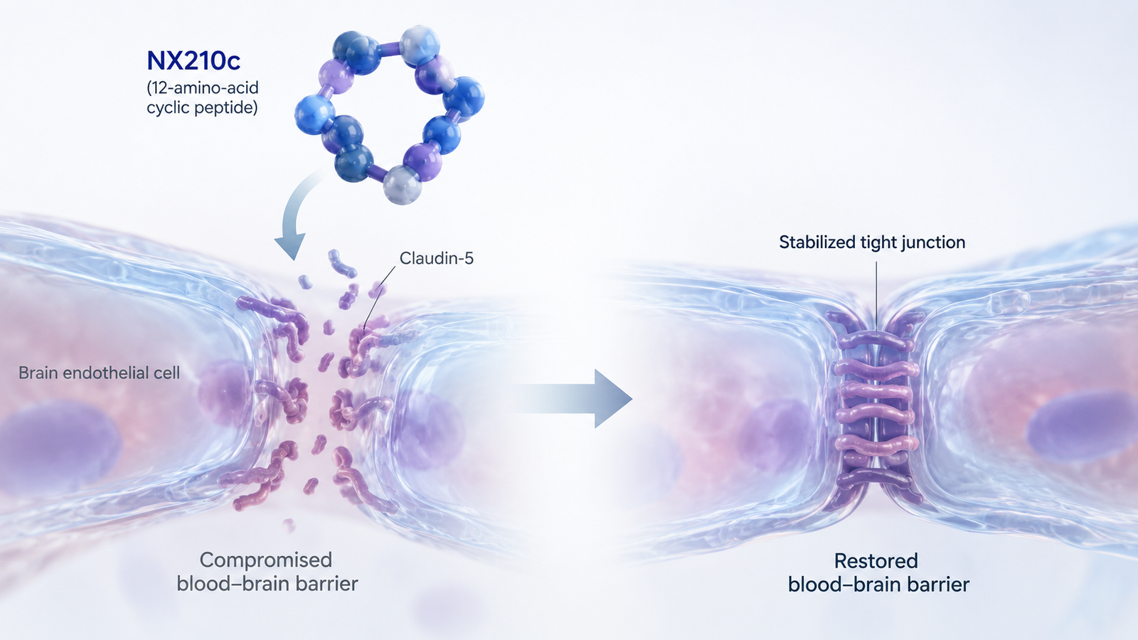 NX210c Phase 2 SEALS trial shows reduced ALSFRS-R functional decline in amyotrophic lateral sclerosis