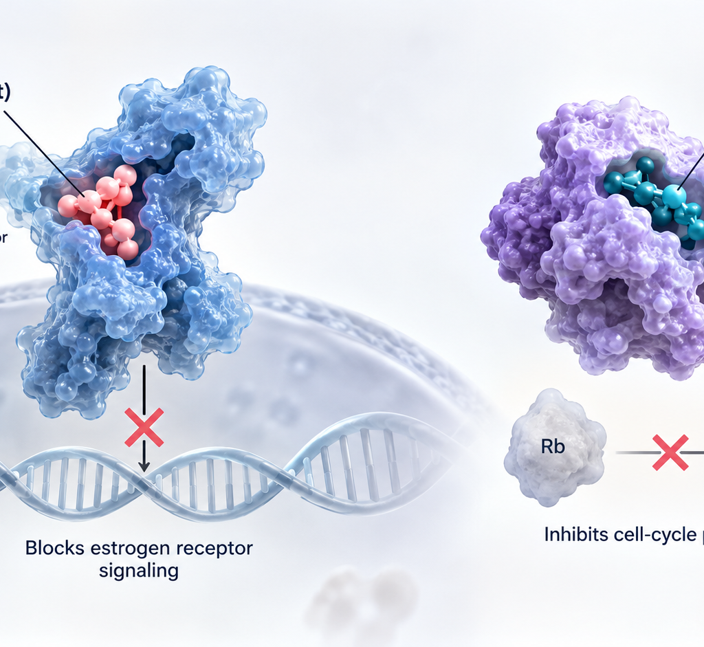 FDA approval of Inluriyo and Verzenio combination for ESR1-mutated breast cancer