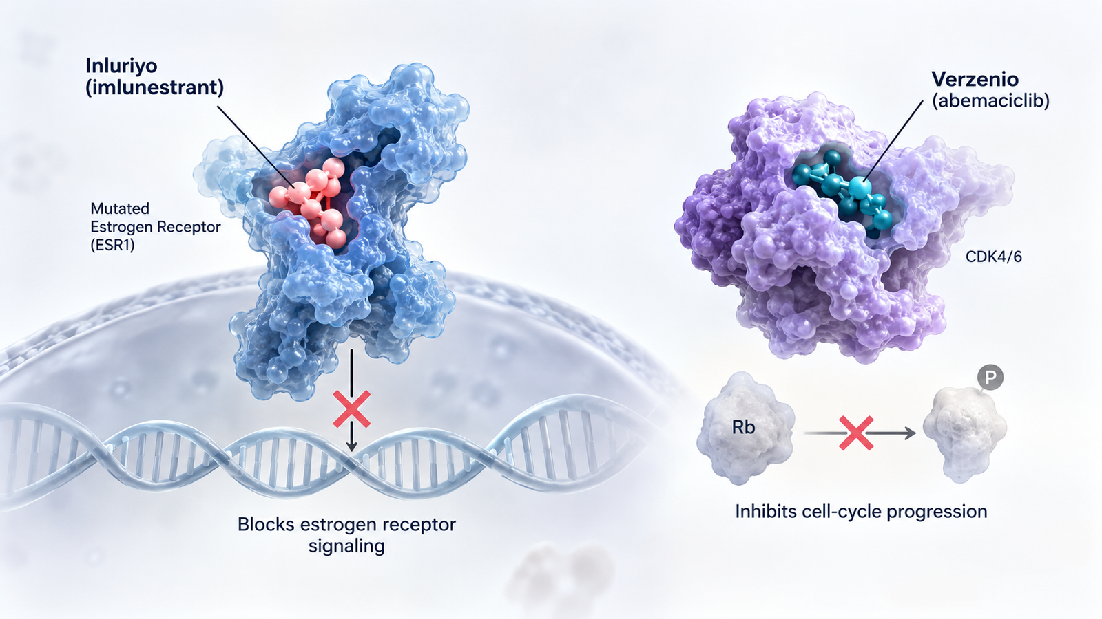 FDA approval of Inluriyo and Verzenio combination for ESR1-mutated breast cancer