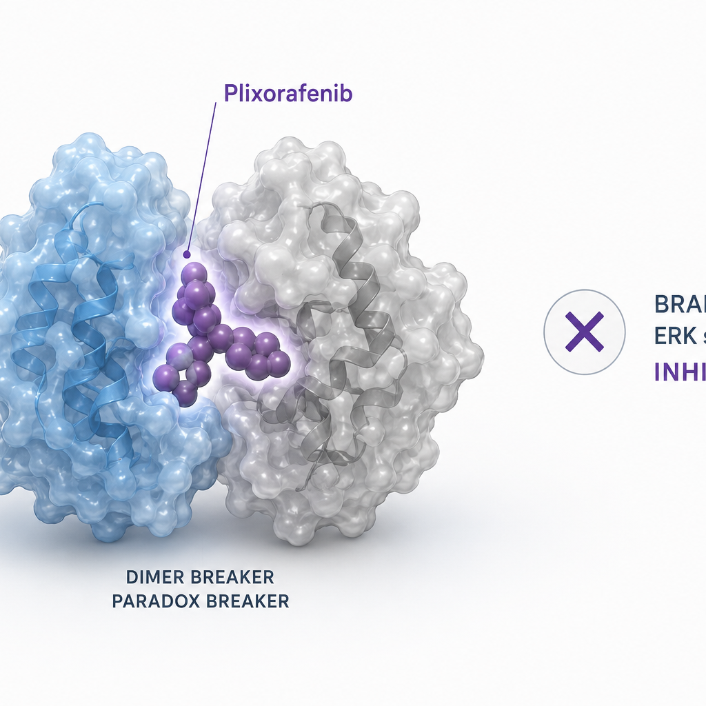Plixorafenib BRAF inhibitor for BRAF fusion-positive solid tumors