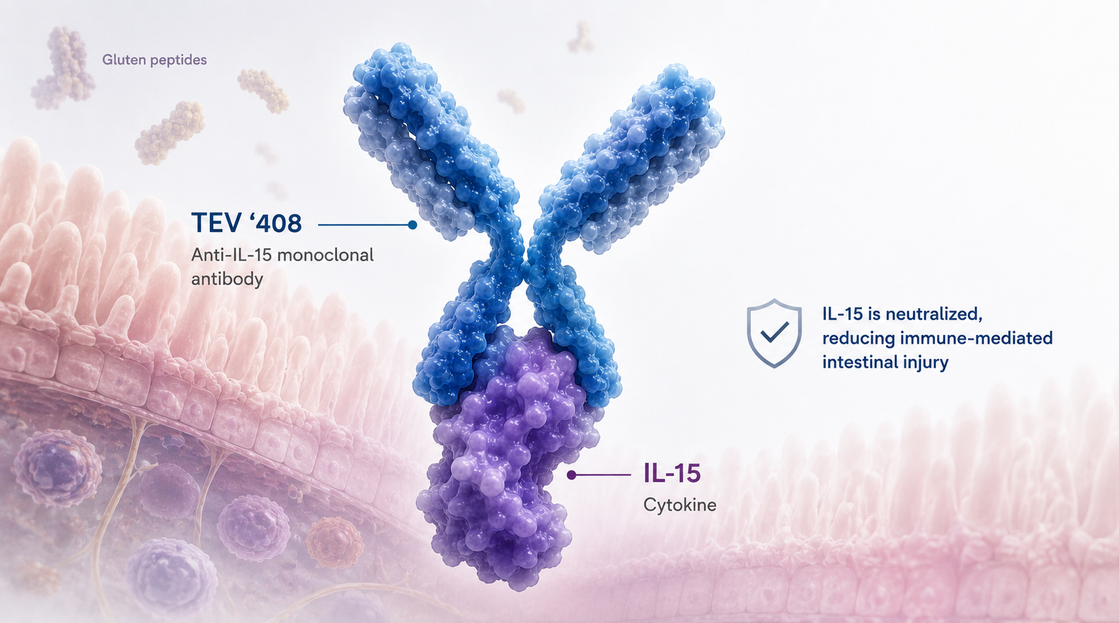 Teva TEV '408 anti-IL-15 antibody Phase 2a celiac disease study