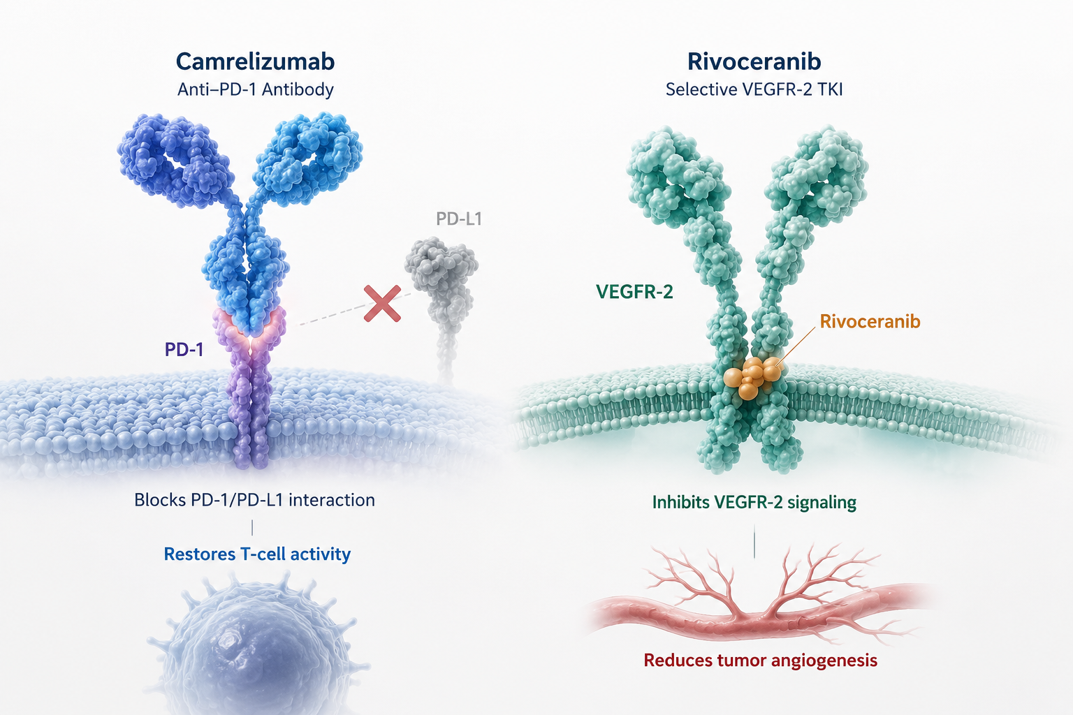 Camrelizumab plus rivoceranib improves survival across age subgroups in unresectable hepatocellular carcinoma