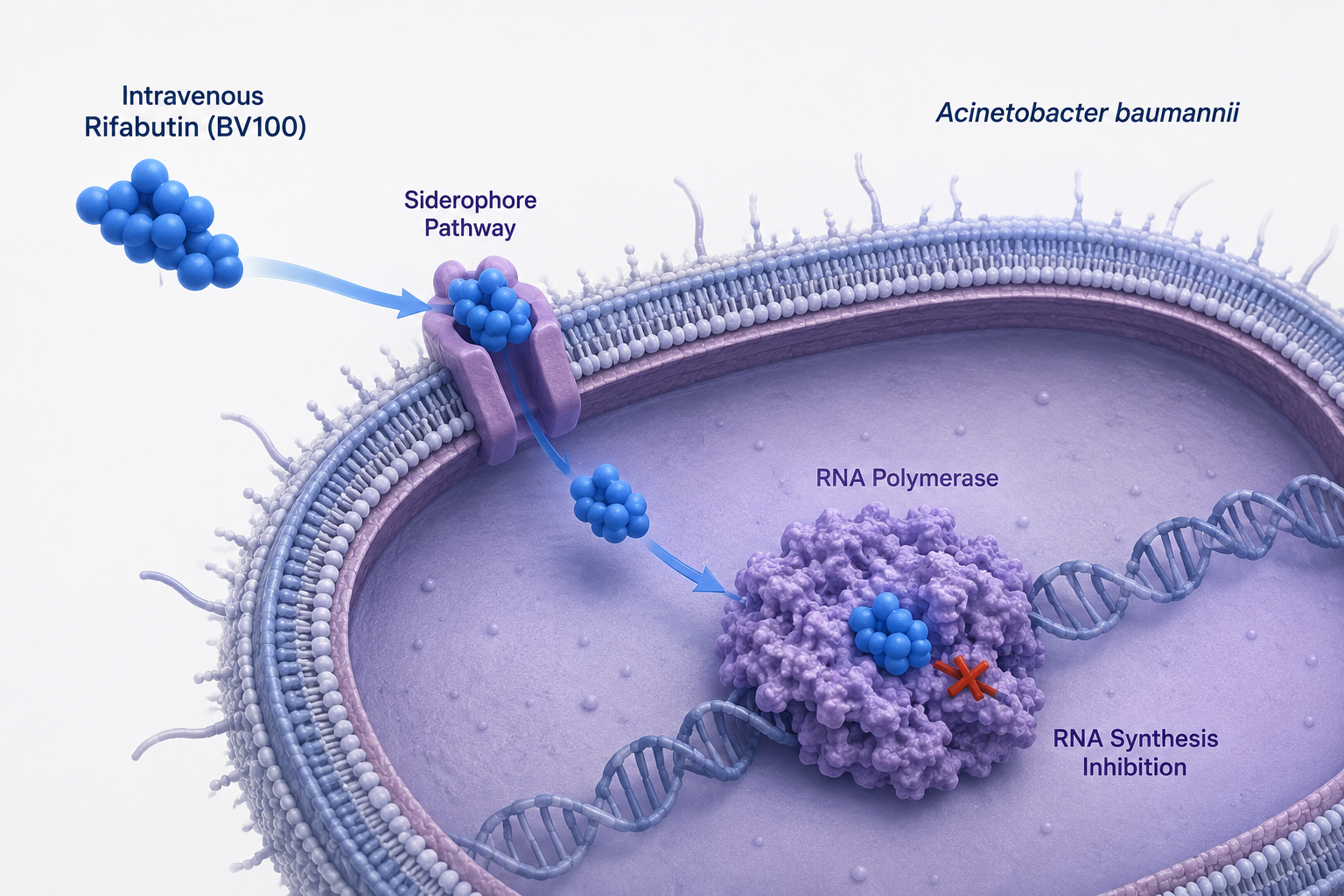 BioVersys BV100 receives FDA Fast Track designation for carbapenem-resistant Acinetobacter pneumonia