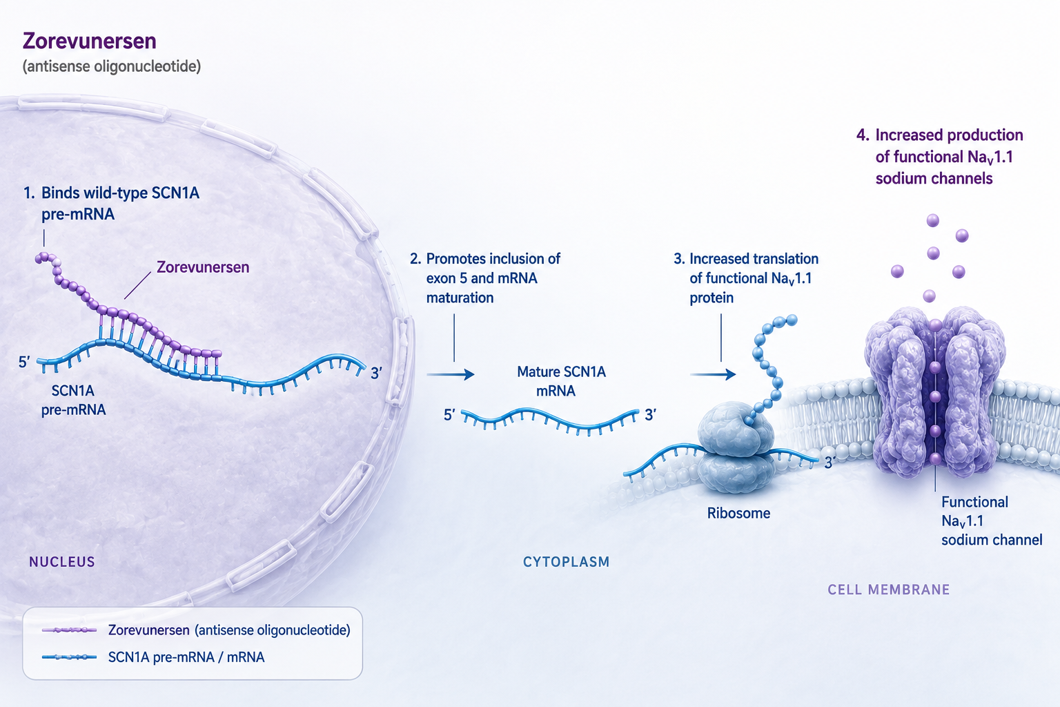 Zorevunersen shows sustained seizure and neurodevelopment benefits in Dravet syndrome