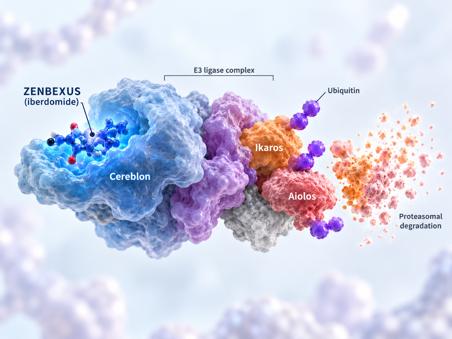 ZENBEXUS iberdomide combined with daratumumab and dexamethasone in relapsed or refractory multiple myeloma