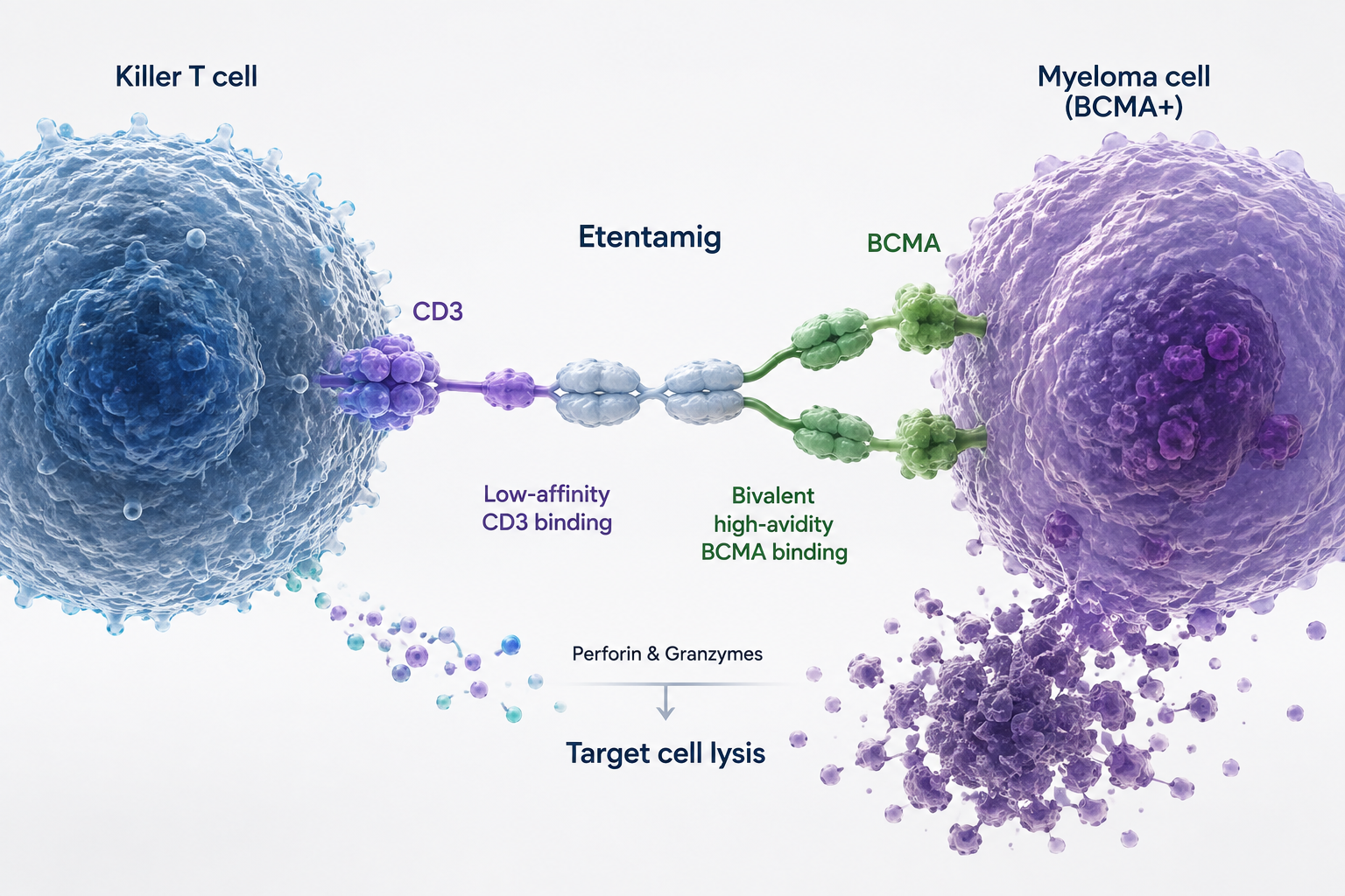 Etentamig Phase 3 CERVINO trial results in relapsed/refractory multiple myeloma