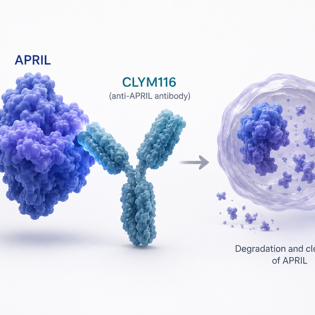 CLYM116 anti-APRIL antibody shows durable APRIL and IgA suppression in Phase 1 study for IgA nephropathy