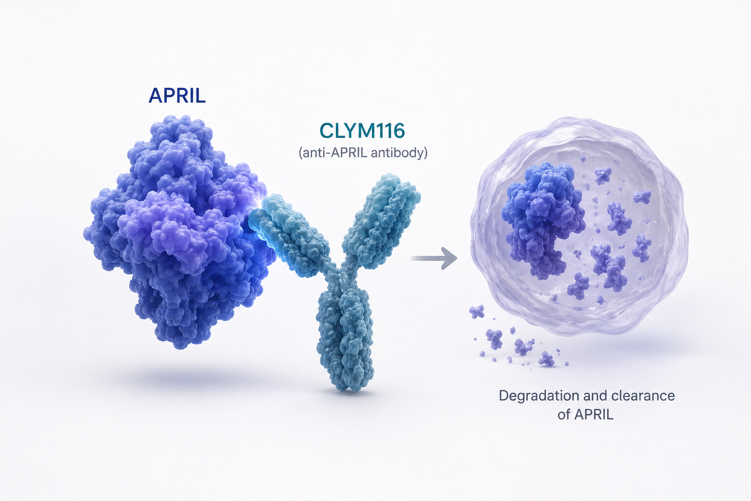CLYM116 anti-APRIL antibody shows durable APRIL and IgA suppression in Phase 1 study for IgA nephropathy