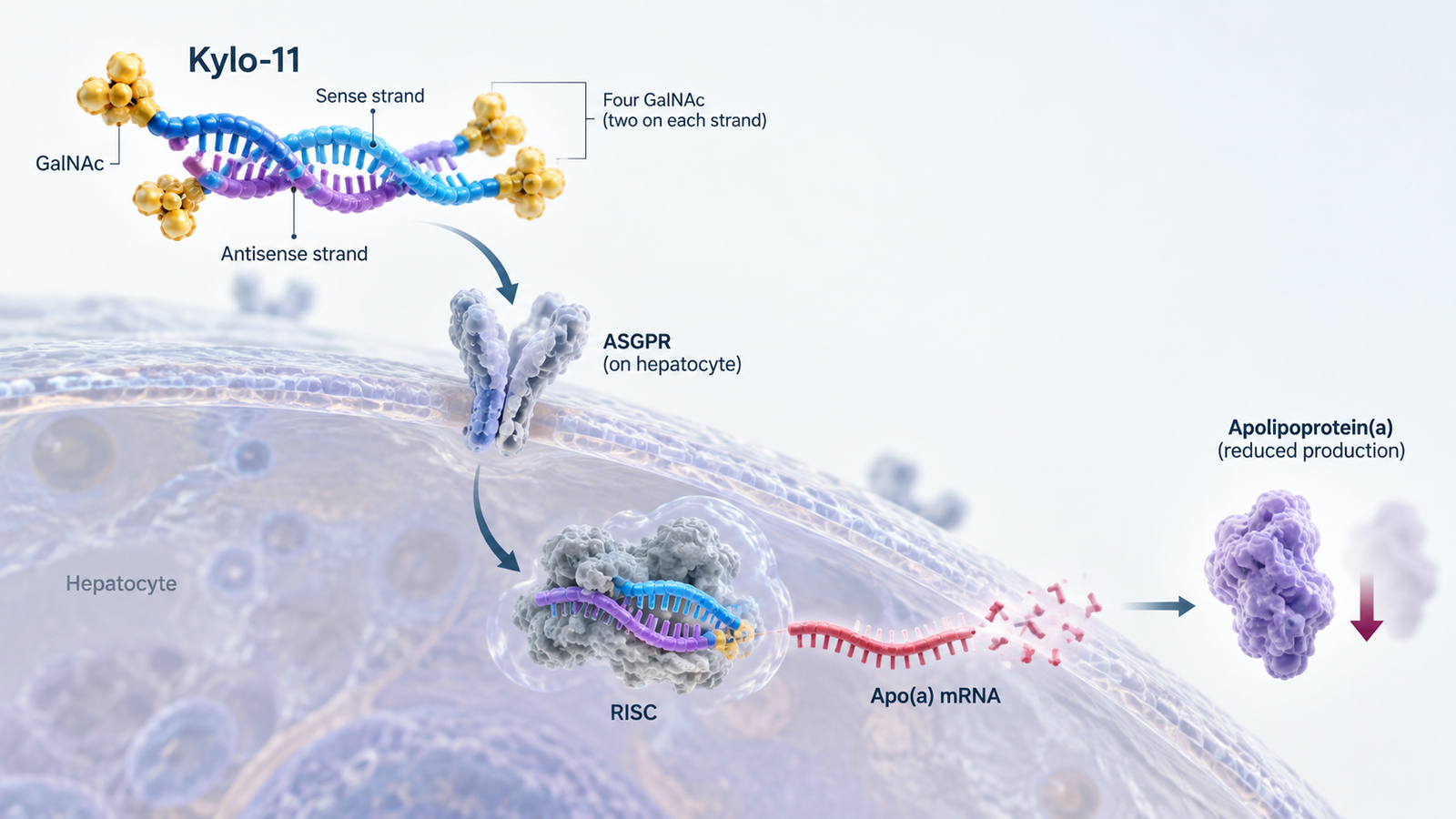 Kylo-11 siRNA therapy reduces lipoprotein(a) by up to 97% in Phase 1 trial