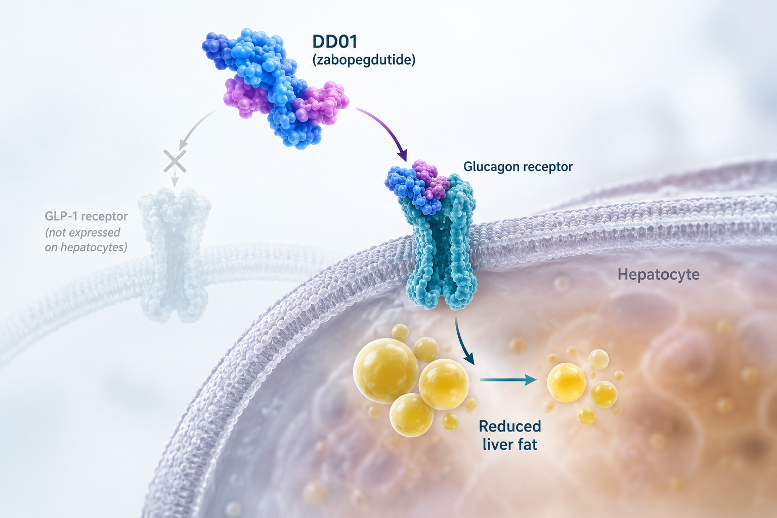 DD01 zabopegdutide GLP-1 glucagon dual agonist showing liver fat reduction in phase 2 MASH trial
