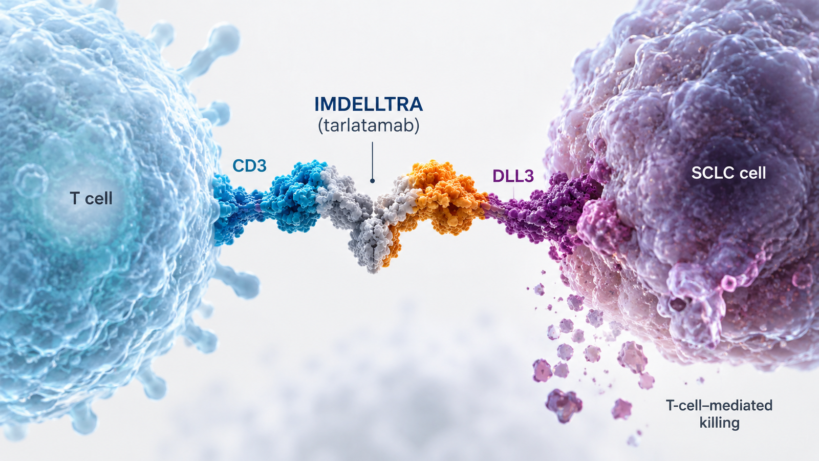 IMDELLTRA plus Imfinzi improves survival in first-line maintenance for extensive-stage small cell lung cancer