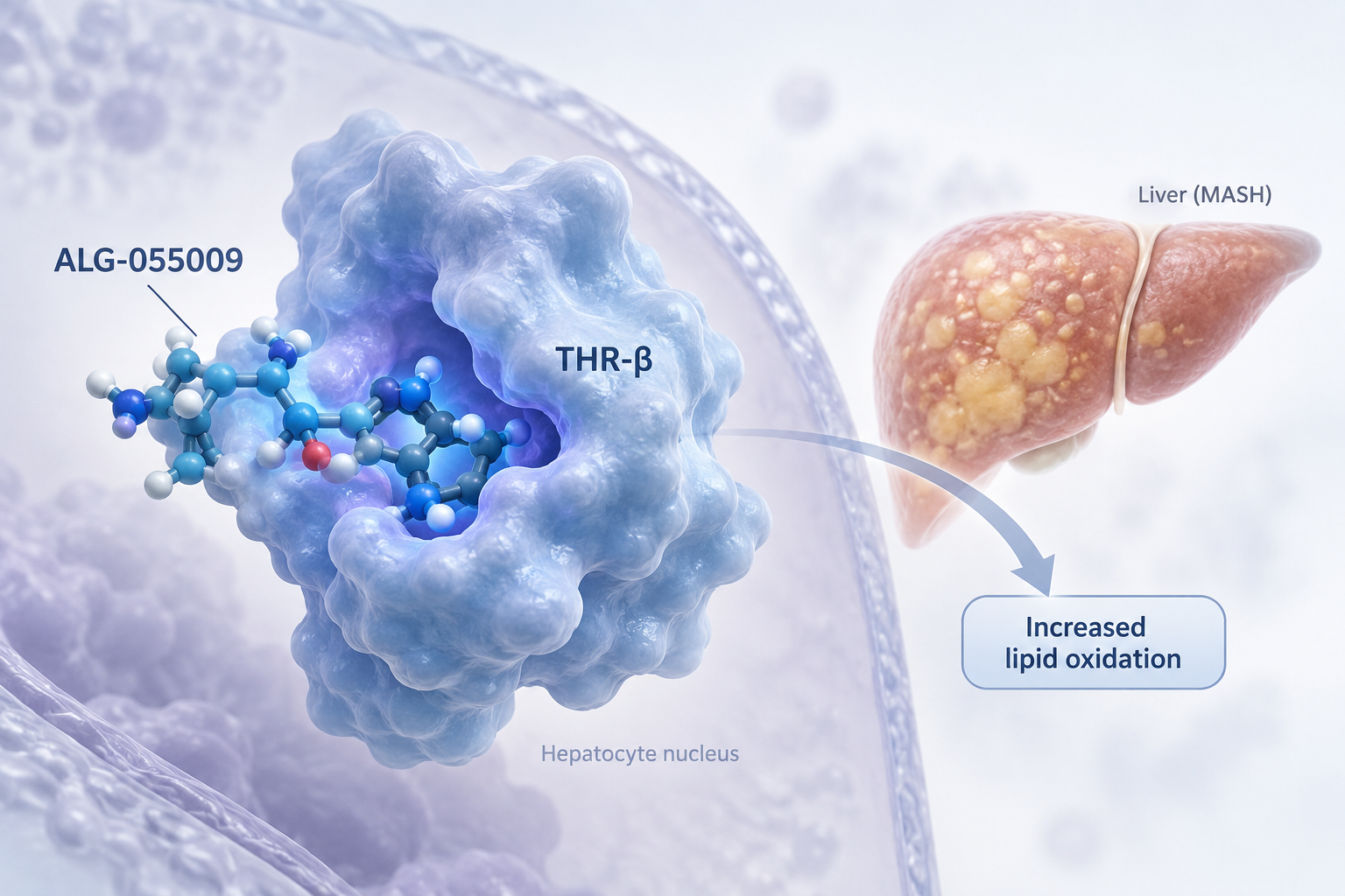 ALG-055009 reduced liver fat in adults with MASH in the phase 2a HERALD trial