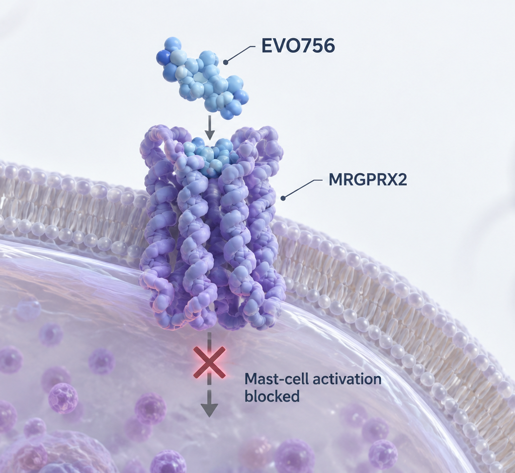 Evommune EVO756 oral MRGPRX2 antagonist Phase 2b atopic dermatitis trial and EVO301 IL-18BP fusion protein