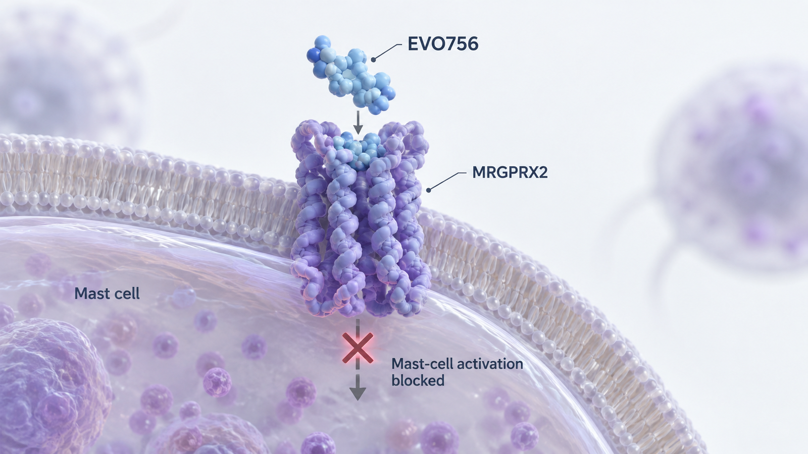 Evommune EVO756 oral MRGPRX2 antagonist Phase 2b atopic dermatitis trial and EVO301 IL-18BP fusion protein