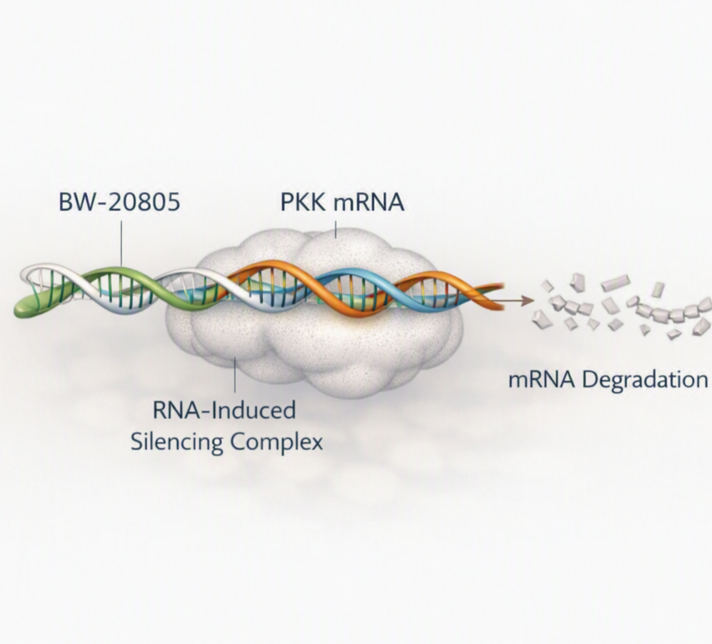 BW-20805 Phase II data show sustained PKK suppression and reduced hereditary angioedema attack rates