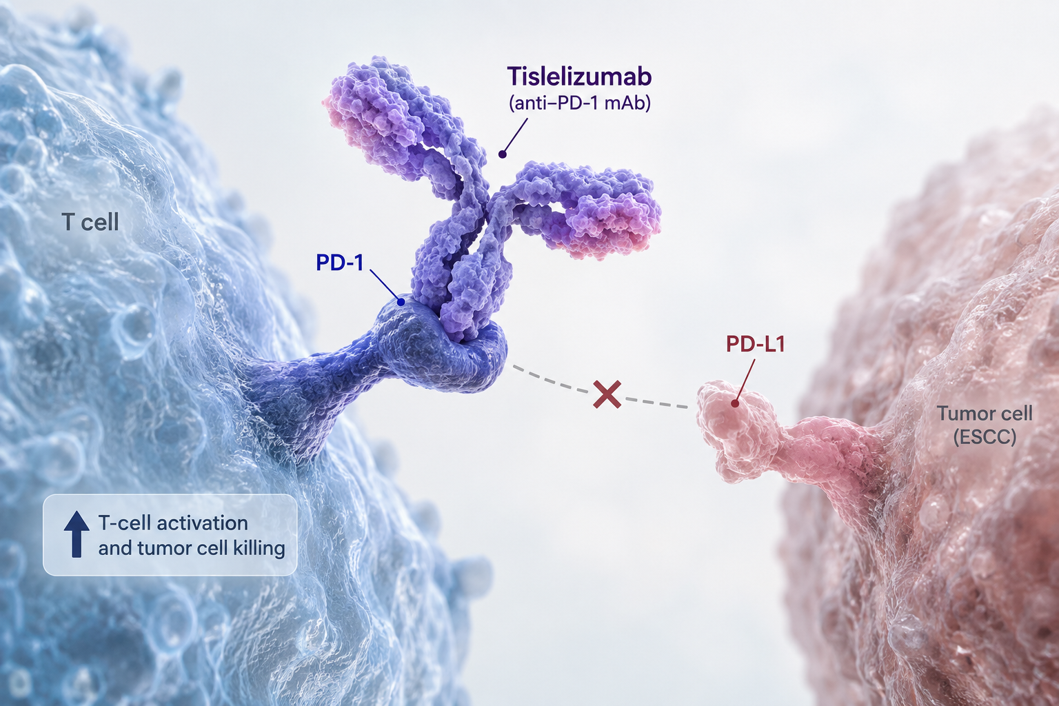 Tislelizumab plus chemotherapy shows sustained survival benefit in PD-L1 TAP ≥5% esophageal squamous-cell carcinoma
