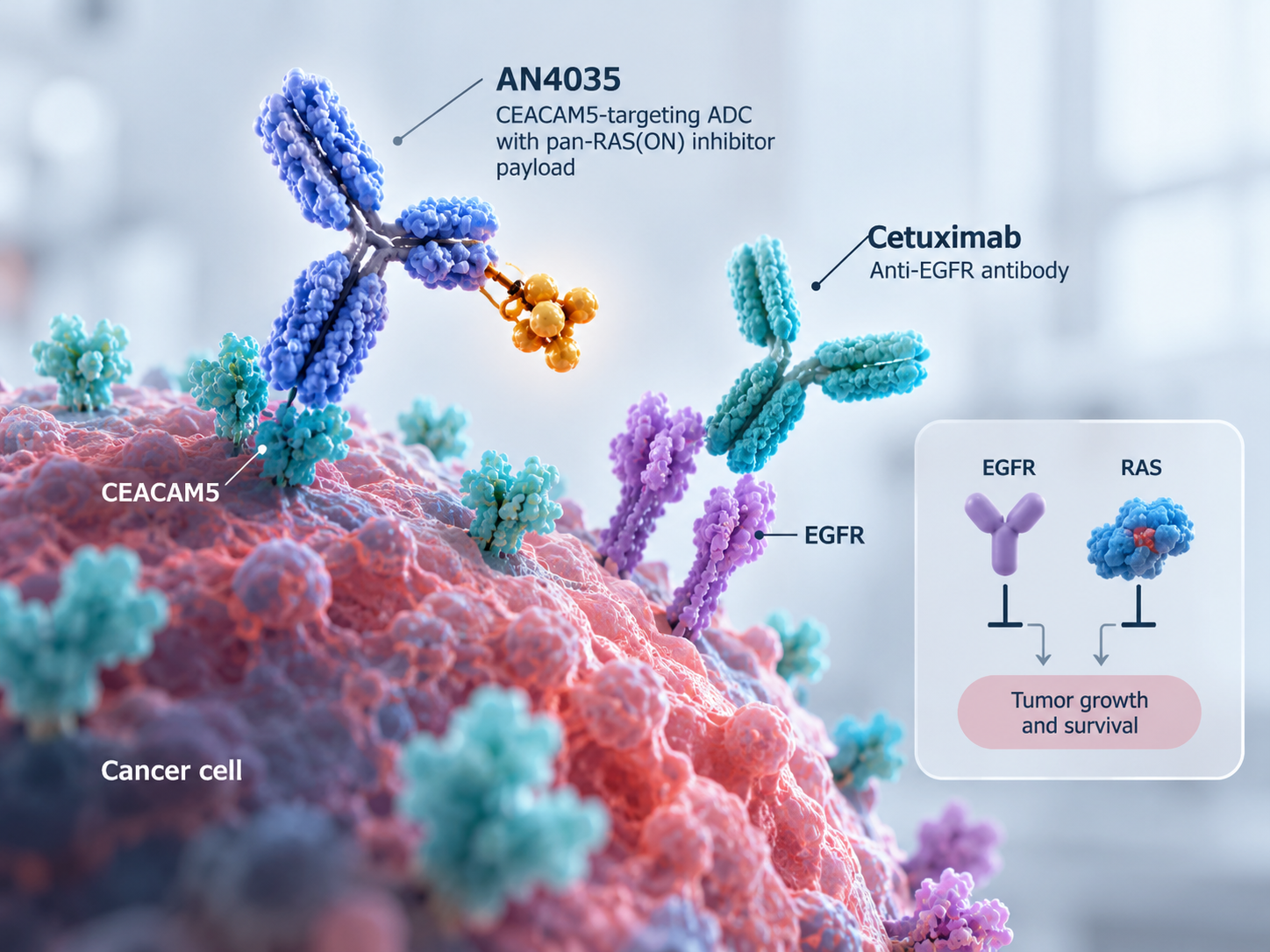 Diagram of AN4035 CEACAM5-targeting antibody-drug conjugate combining with cetuximab to inhibit EGFR and RAS pathways