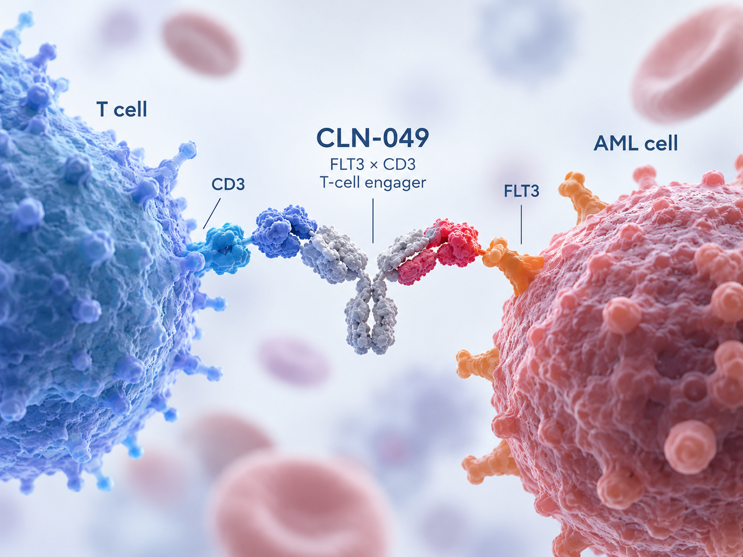 CLN-049 FLT3 CD3 T-cell engager advancing into Phase 2 study for relapsed refractory acute myeloid leukemia