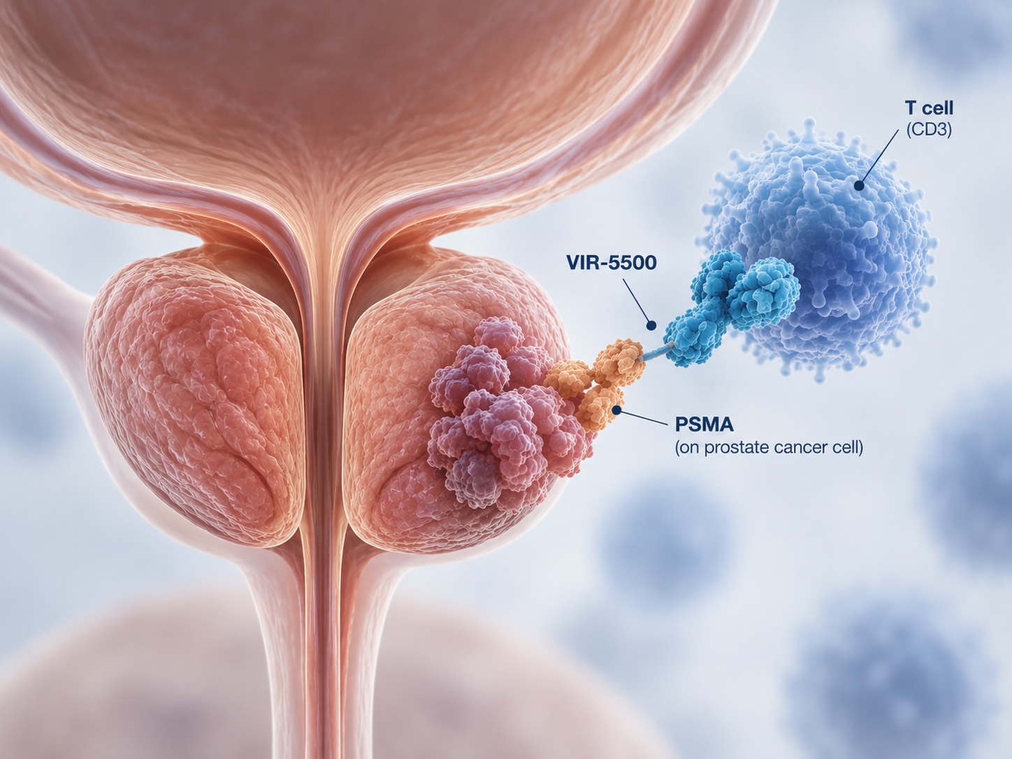 Scientific illustration of VIR-5500, an investigational PSMA-targeted T-cell engager for advanced prostate cancer