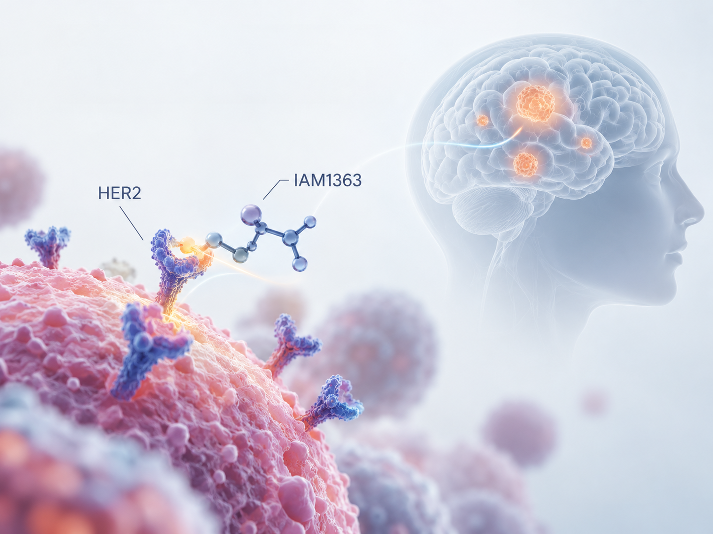 Scientific illustration of investigational HER2 inhibitor IAM1363 targeting HER2-driven cancers, including brain metastases